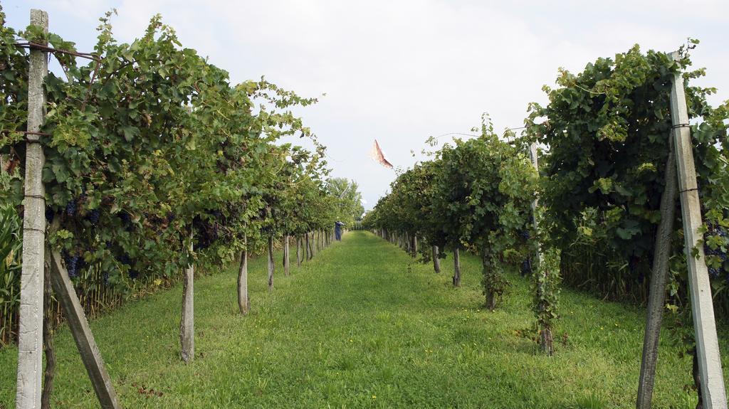 Agriturismo Da Gas San Giorgio In Bosco ภายนอก รูปภาพ