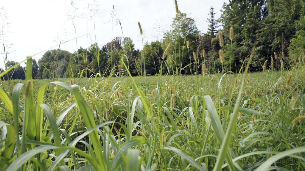 Agriturismo Da Gas San Giorgio In Bosco ภายนอก รูปภาพ